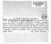Ascomyces polysporus image
